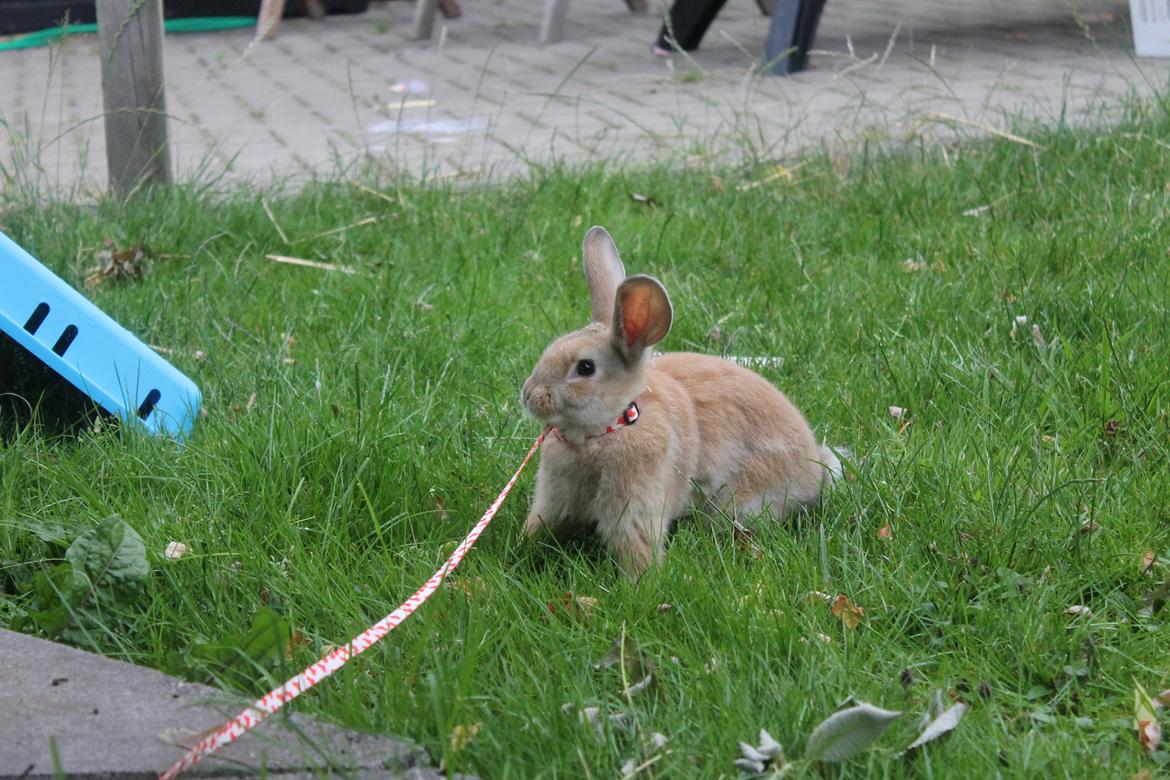 Kanin Blancos Epata Neferirkare Kakai billede 4