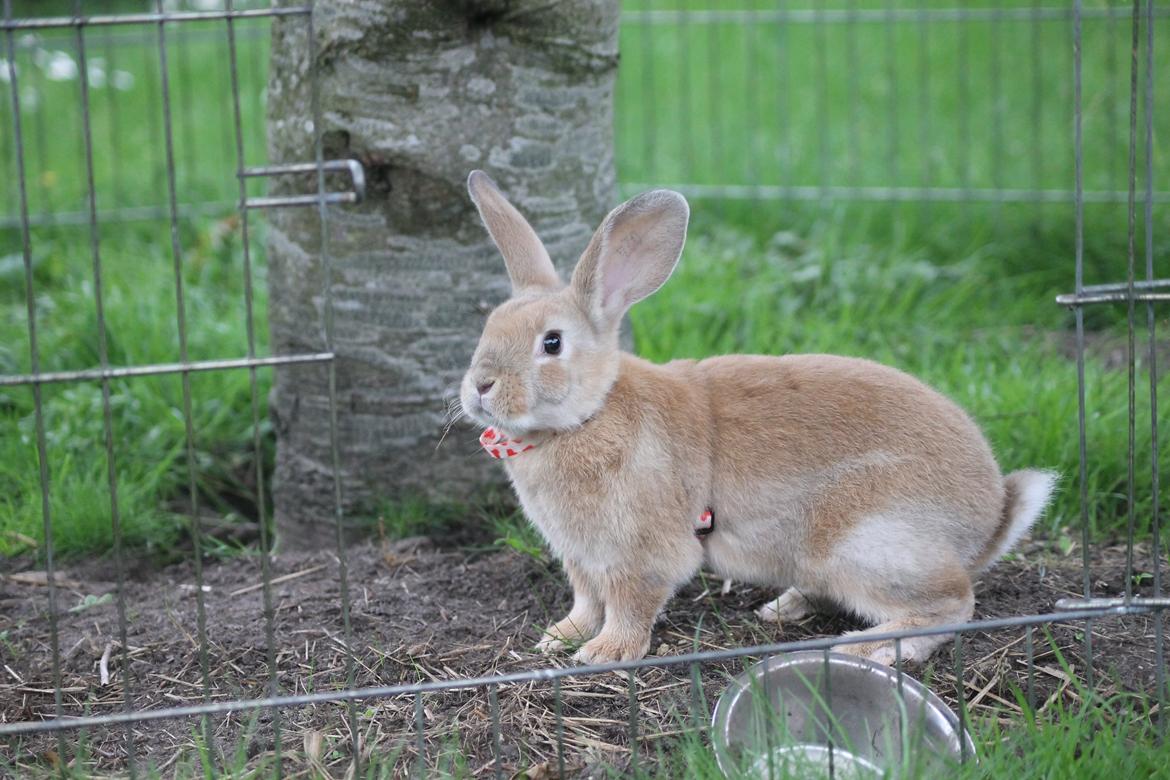 Kanin Blancos Epata Neferirkare Kakai billede 5