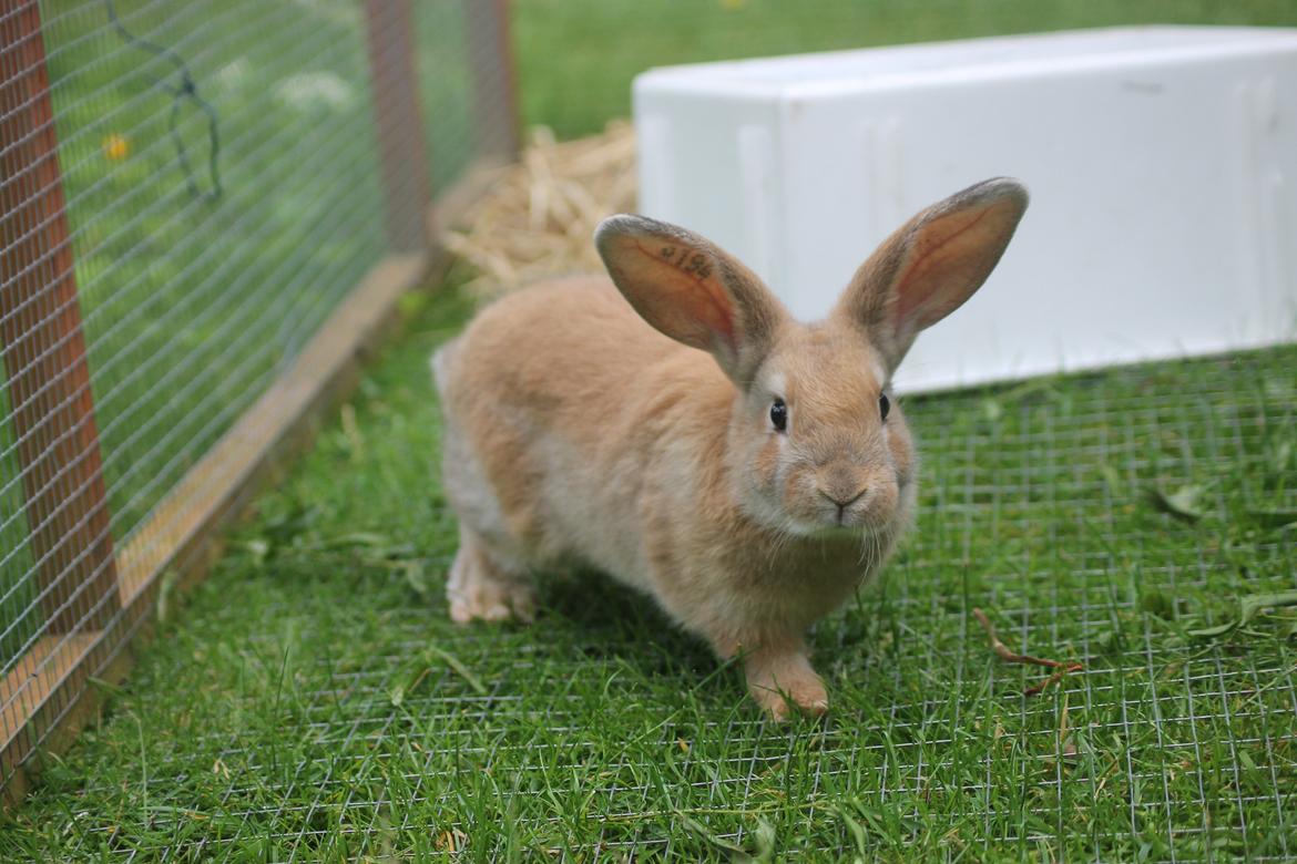 Kanin Blancos Epata Neferirkare Kakai billede 6