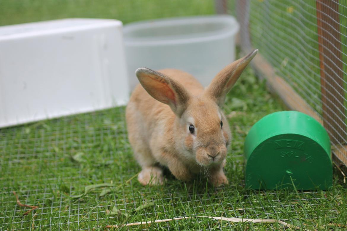 Kanin Blancos Epata Neferirkare Kakai billede 7