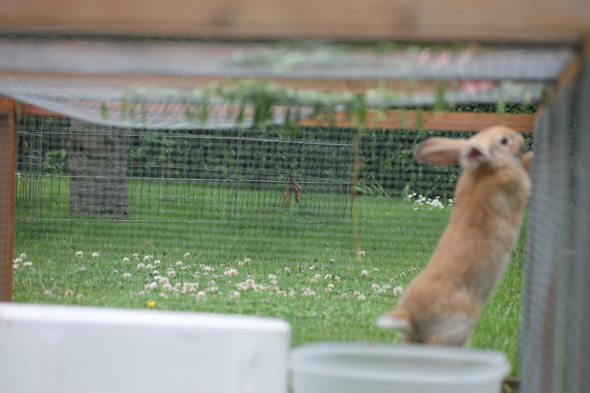 Kanin Blancos Epata Neferirkare Kakai billede 8