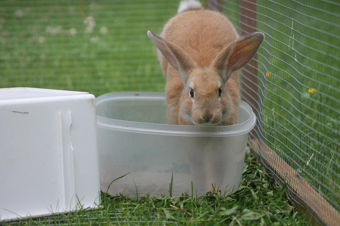 Kanin Blancos Epata Neferirkare Kakai billede 9