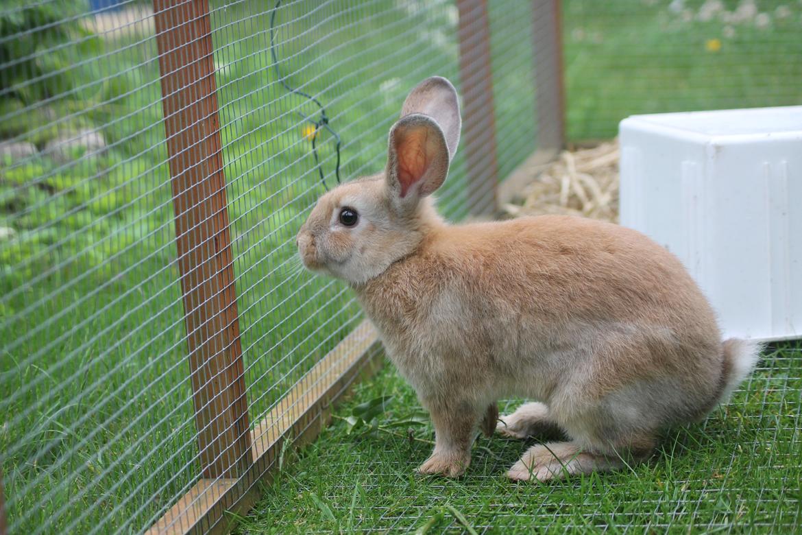 Kanin Blancos Epata Neferirkare Kakai billede 10