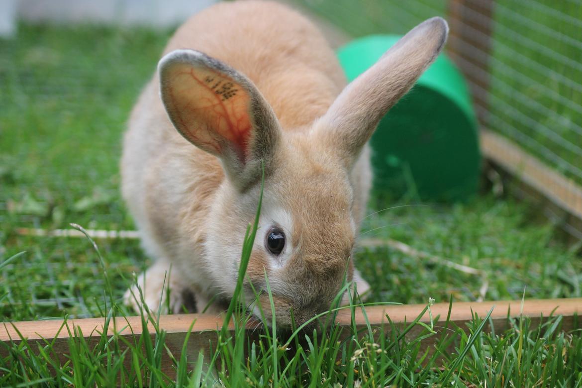 Kanin Blancos Epata Neferirkare Kakai billede 11
