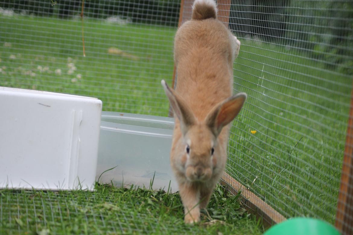 Kanin Blancos Epata Neferirkare Kakai billede 12