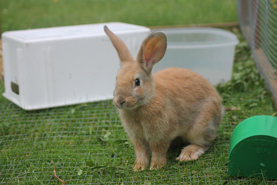 Kanin Blancos Epata Neferirkare Kakai billede 13