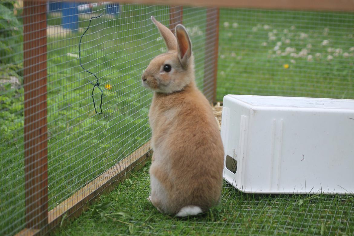 Kanin Blancos Epata Neferirkare Kakai billede 14