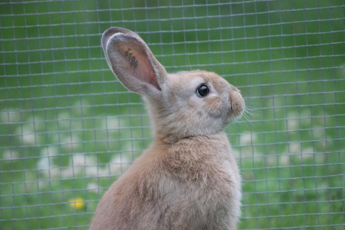 Kanin Blancos Epata Neferirkare Kakai billede 15