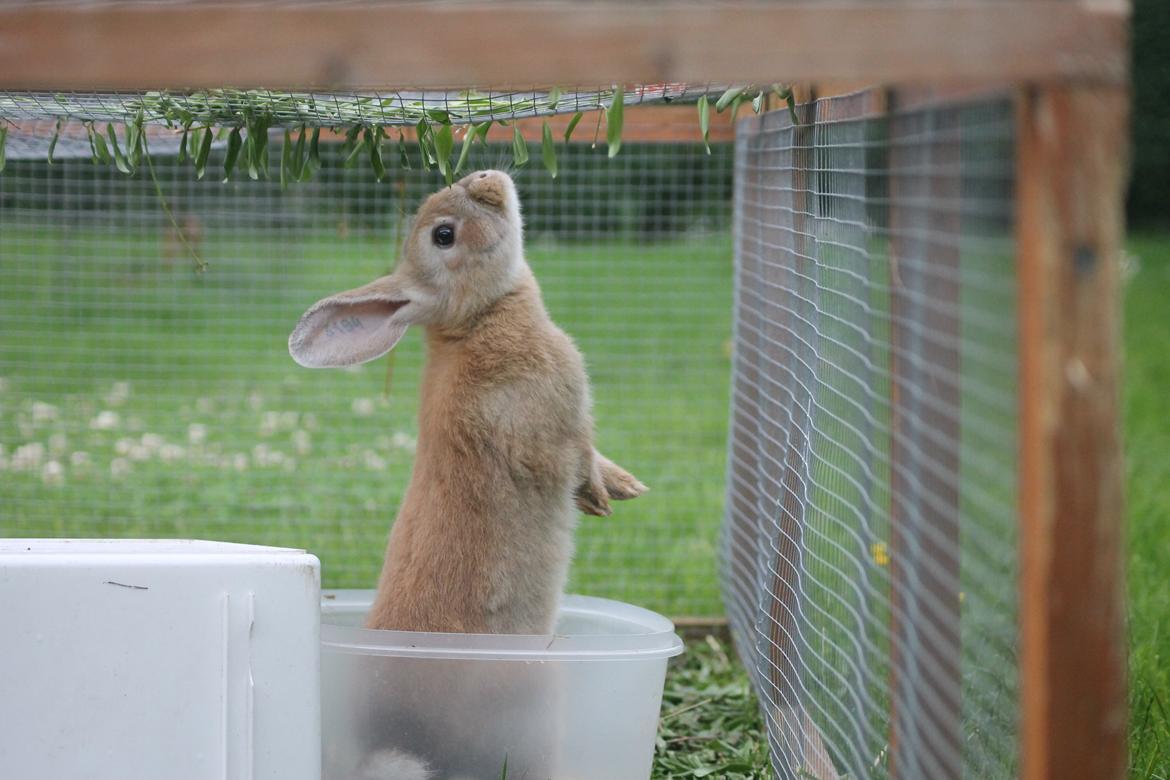 Kanin Blancos Epata Neferirkare Kakai billede 16