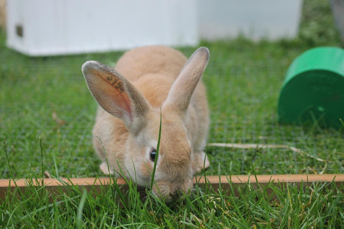 Kanin Blancos Epata Neferirkare Kakai billede 17