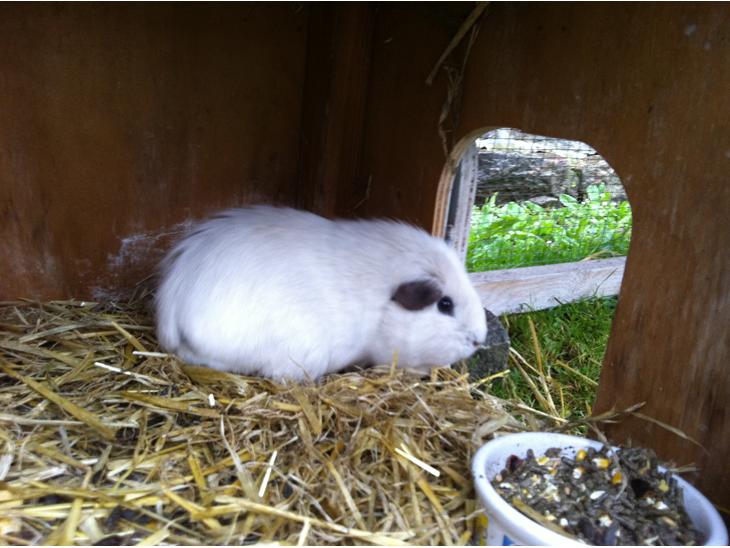 Marsvin Rofus R.I.P billede 1