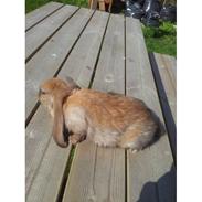 Kanin Fransk vædder ( madagascar)