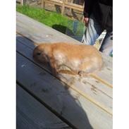 Kanin Fransk vædder ( madagascar)