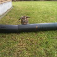 Kanin Pjuske  [Himmel gnaver]