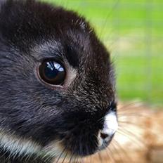 Kanin Errebos Mrs.No Name [Hermelin]