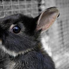 Kanin Errebos Mrs.No Name [Hermelin]