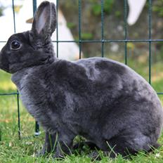 Kanin Pauline *Hermelin rex*