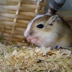 Ørkenrotte Familien Ranthes Houdini