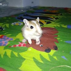 Ørkenrotte Familien Ranthes Houdini