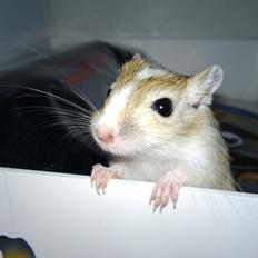 Ørkenrotte Familien Ranthes Houdini