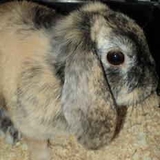 Kanin The Way of Mississippi ( Missi)