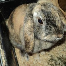 Kanin The Way of Mississippi ( Missi)