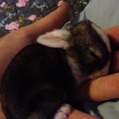 Kanin Unique's Carreaux Échecs