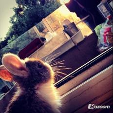 Kanin Unique's Carreaux Échecs