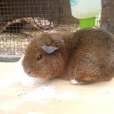 Marsvin Drömboets Elva