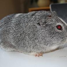 Marsvin Sherwoods Balthazar