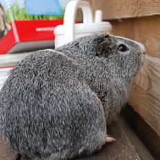 Marsvin Sherwoods Balthazar