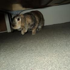 Kanin The Way of Mississippi ( Missi)