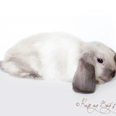 Kanin Kanin & Co.'s Perle