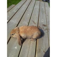 Kanin Fransk vædder ( madagascar)