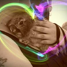 Kanin Brocks Arks Simba