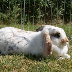 Kanin |DV| Aras´ Dolce Bambina