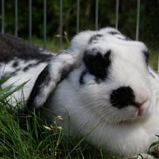 Kanin |DV| Aras´ Kasmira