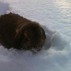 Kanin Pjuske  [Himmel gnaver]