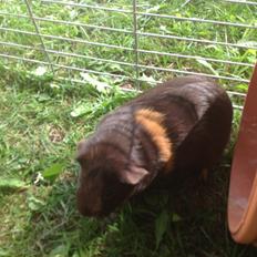 Marsvin Brombas Himmelgnaver. R.I.P!??