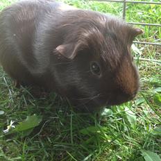 Marsvin Brombas Himmelgnaver. R.I.P!??