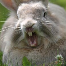 Kanin Nuggi R.I.P D':