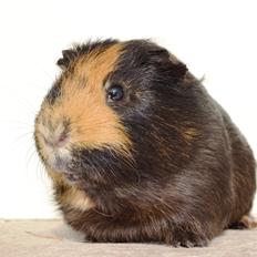 Marsvin Gucci / Alm. glathår