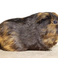 Marsvin Gucci / Alm. glathår