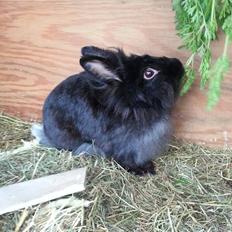 Kanin Angelina<3 *Savnet!<3*