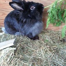 Kanin Angelina<3 *Savnet!<3*