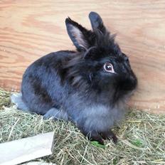 Kanin Angelina<3 *Savnet!<3*