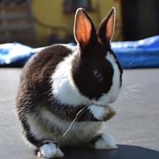 Kanin Errebos Merida [hermelin]