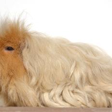 Marsvin Cavy Cats No Tears