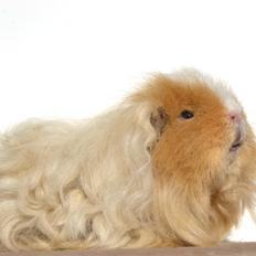 Marsvin Cavy Cats No Tears