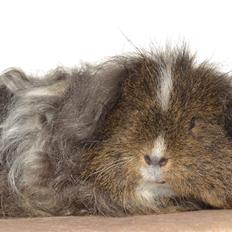 Marsvin Cavy Cats I Wanna Be The One (One)